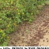 해남 메뚜기떼, 수십억 마리 메뚜기떼