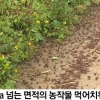 해남 메뚜기떼, 논밭 습격