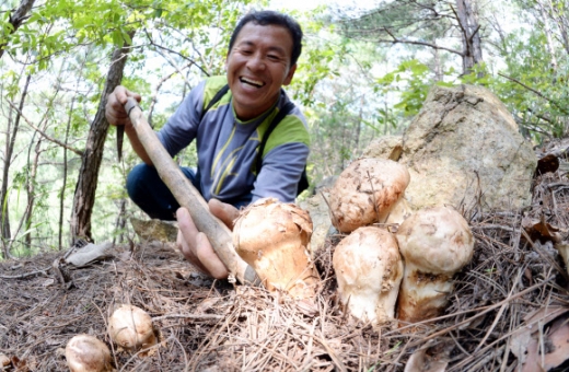 가을 향 머금은 자연산 송이에 함박웃음 ‘활짝’