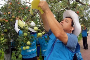 충주 가로수에 가을이 ‘주렁주렁’