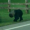 머리에 양동이 낀 야생곰, 주민들이 구조해 돌려보내