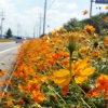 [포토] 가을향기 물씬…용인 황화 코스모스길