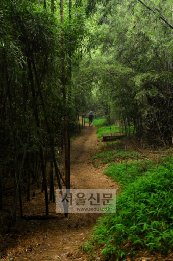 옥산저수지 구불길은 정돈되지 않았다. 대나무 등 여러 수종의 나무들이 자연스레 얽혔다. 그 덕에 길을 걷는 내내 자연스럽고 편안한 느낌을 받게 된다.