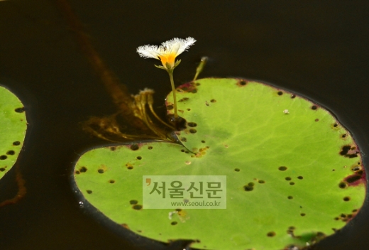 가냘프게 꽃을 틔워낸 옥산저수지 연꽃.