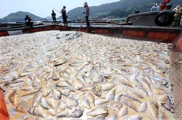 남해안 적조 확산…물고기 집단 폐사
