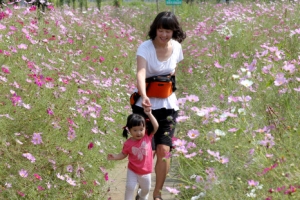 코스모스 활짝, 아이 미소도 활짝