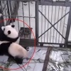 “가지 마요!” 사육사 바짓가랑이 붙들고 늘어지는 새끼 판다