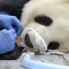 美 자이언트 판다 이빨 손상으로 치과 수술, 이유는?