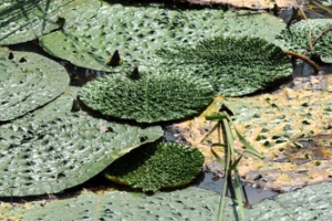 전남 멸종위기 식물의 보고로