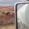 들판에서 사냥꾼에 쫓겨 트럭보다 빠르게 달리는 엘크 포착
