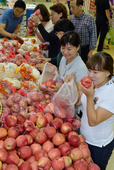 21일 서울 농협하나로클럽 양재점에서 고객들이 최대 30% 할인 판매하는 제철 사과를 꼼꼼히 고르고 있다. 박윤슬 기자 seul@seoul.co.kr