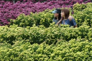 “국화처럼 예쁜 내 얼굴 사진으로 남겨요”