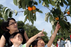 “가을빛으로 물든 감 주렁주렁 열렸네~”