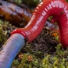 0.7m 왕지렁이 순식간에 삼키는 ‘괴물 거머리’ 최초 포착