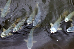 안산천에서 가을볕 즐기는 숭어