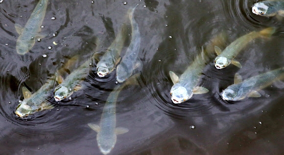 안산천에서 가을볕 즐기는 숭어