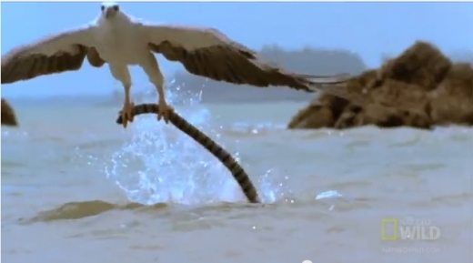 바다 독사 낚아채는 독수리 포착