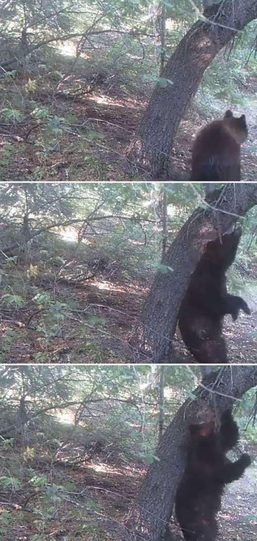 곰이 가려움 해소하는 방법은?