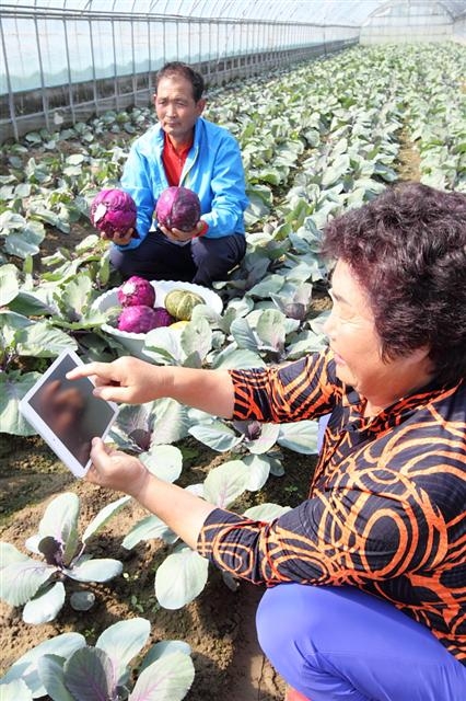 임자도 농가 주민들이 7일 태블릿PC를 이용해 비닐하우스 안의 온도를 원격으로 조절해 보이고 있다.  KT 제공