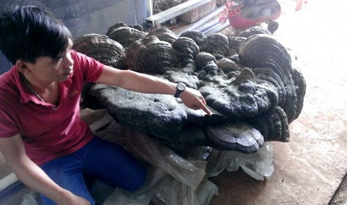 베트남에서 발견된 220kg짜리 ’괴물’ 영지버섯