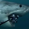 고가 수중 카메라 한입에 ‘꿀꺽’하는 백상아리 포착