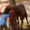 도살 인부 머리 물어 내동댕이치는 낙타 ‘충격’