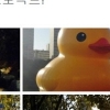 석촌호수 러버덕, 실물은?