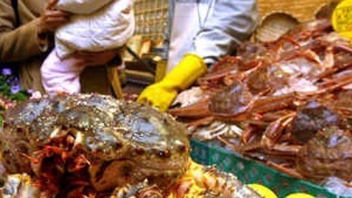 킹크랩 가격 폭락