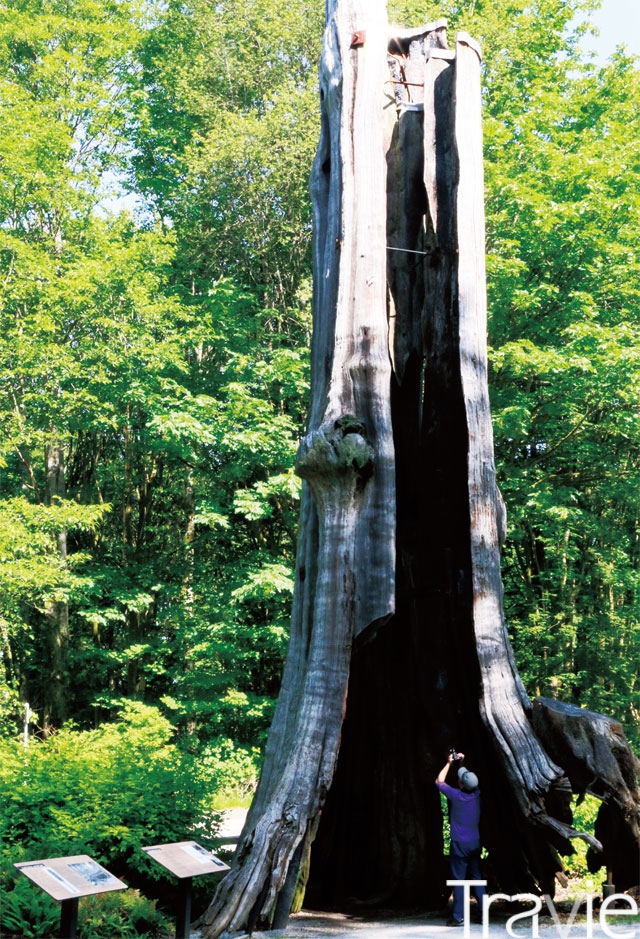 수령이 800년이 넘은 홀로트리Hollow Tree