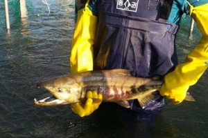 올해도 잊지 않고 울산 찾은 연어