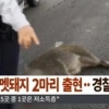 의정부 시내 멧돼지 소동, 경찰 쫓기다 렉서스와 충돌..결국 사살 ‘현장 보니’