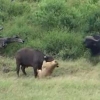 버팔로 반격에 혼쭐난 사자 무리 포착
