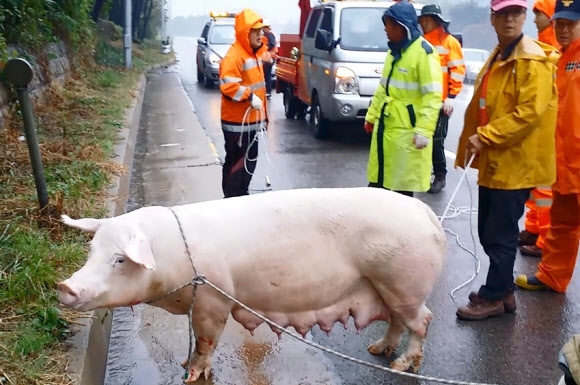 고속도로 화물차서 탈출한 돼지 포획 소동