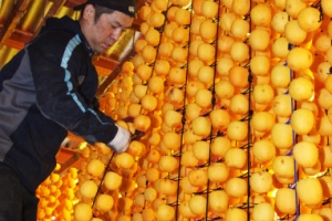 쫀득쫀득한 가을이 주렁주렁