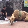 중국 낙타 구걸, 인간에 의해 사지 잘려나간 낙타 ‘천벌받을 사람들’