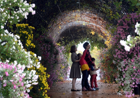 국화꽃 향기, 가을을 물들이다