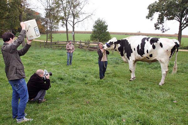 세계 최장신 소, 높이 197.5cm
