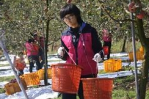 [이웃 사랑도 수확하는 계절 가을] 사과같이 고운 봉사