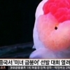 중국 미녀 금붕어 선발대회 “스모킹 화장까지 각양각색” 무려 100만원 넘는 고가 금붕어 무엇?