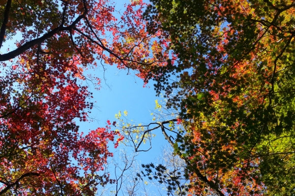 붉게 물든 지리산 피아골의 가을