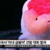 중국 미녀 금붕어 선발대회 “원가 500원 금붕어 3000배 비싸게 팔아…” 도대체 무슨 금붕어가 나오길래? 대박
