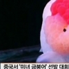 중국 미녀 금붕어 선발대회 “원가 500원 금붕어 3000배 비싸게…” 영예의 1위 수상 금붕어는 도대체 무엇?