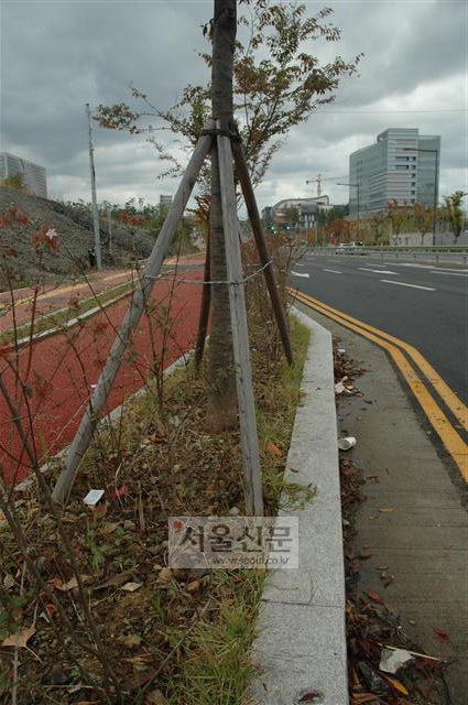 가로수가 뿌리를 제대로 내리지 못할 정도로 좁은 화단에 심어져 있다.