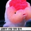 중국 미녀 금붕어 선발대회 “한마리 사려면 직장인 월급 3~4달 모아야” 얼마길래?