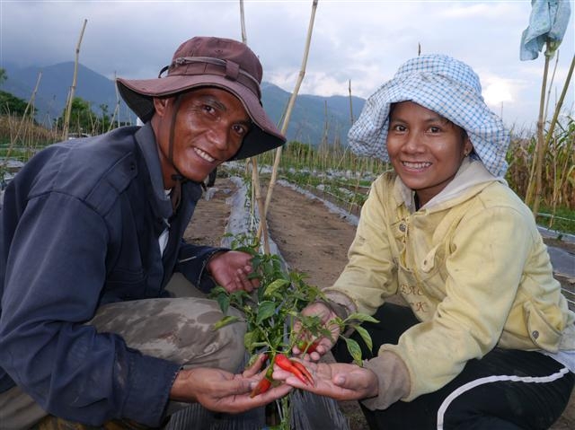 CJ그룹이 베트남 농촌 지역에 ‘새마을운동’을 전파 중인 가운데 닌투언성 농민들이 재배한 고추를 선보이고 있다.  CJ그룹 제공  