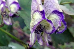 말간 얼굴 드러낸 멸종위기 ‘세뿔투구꽃’