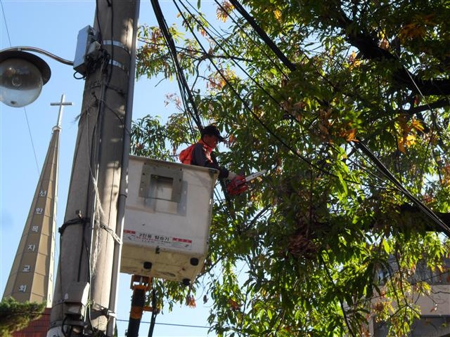 지난해 노원구 주택가에서 구 가지치기 전담반이 ‘큰나무 가지치기 작업’을 벌이고 있다. 노원구 제공
