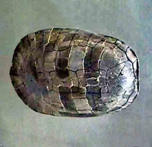9000만년 전 거북화석.