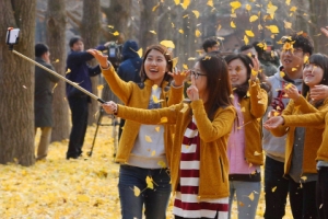 남이섬 ‘송파 은행길’