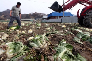 “금쪽같은 내 배추… 어찌할꼬”